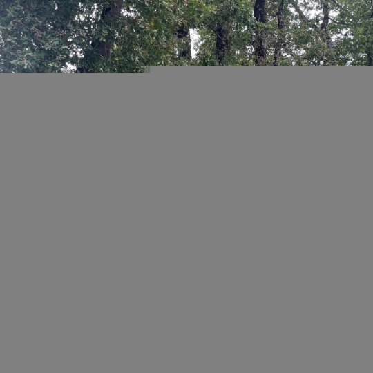  Cote & Sables Immobilier : Terrain | SAINTE-FOY (85150) | 712 m2 | 89 000 € 