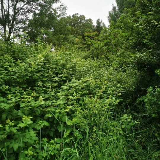  Cote & Sables Immobilier : Terrain | TALMONT-SAINT-HILAIRE (85440) | 9 295 m2 | 69 900 € 