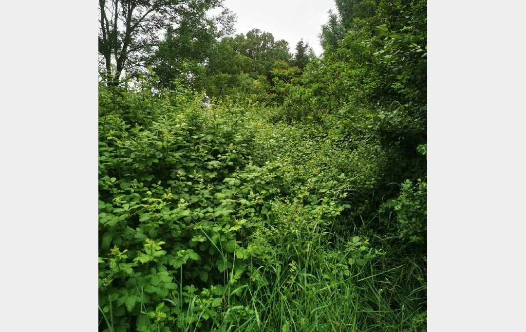 Cote & Sables Immobilier : Terrain | TALMONT-SAINT-HILAIRE (85440) | 9 295 m2 | 69 900 € 